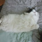 [고양이] 주로 누워서 지내는 우리집 고양이
