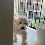 [강아지] 골든리트리버 더하기 <b>푸들</b>! 골든두들의 매력