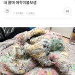 [댓글부탁해] 룸메의 <b>애착</b> 이불ㄷㄷ