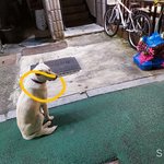 [댓글부탁해] 강아지 치킨 먹어도대?
