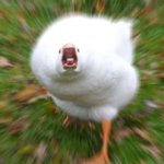 [댓글부탁해] ㅃㄹㅃㄹ 아무나고딩 컴퓨터 <b>대용</b>으로 노트북