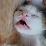 [댓글부탁해] 64기가 <b>sd</b>카드 샀당 영화 추천 해줘라