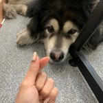 우리 우니도 하트<b>포포</b> 캠페인 참여!!!!