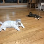 [고양이] 우리집 고양이