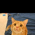 [고양이] <b>얼빵</b>한 우리집 고양이