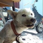 [강아지] 레오네 <b>식구</b>가 늘었어요
