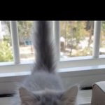 어린이 고양이로 <b>폭풍</b> 성장중인 울집 솜이 자랑해욤