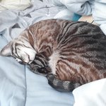 [댓글부탁해] 울고양이 졸<b>귀임</b>
