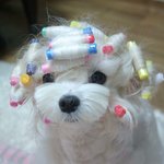 [<b>프듀X</b>] 강아지 물파마