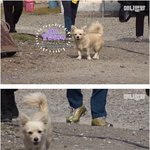 [댓글부탁해] 엄마의 칼국수 가게 <b>영업</b>하는 강아지