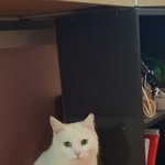 [고양이] 나도 있어 고양이