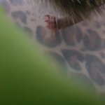 고슴도치 새끼 <b>발톱</b> 괜찮은거 같냐