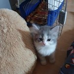 어린이로 <b>성장</b>중인 아기고양이 솜이