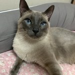 아 우리집 고양이 최고 예쁘고 귀여워 정말