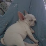 [강아지] 우리집 <b>꼴통</b> 만두