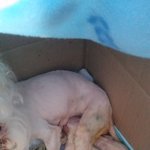 [강아지] 어서날만지거라 보담이이야기4