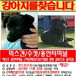 강아지를 찾습니다(용인)