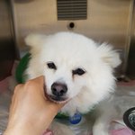 [강아지] 사상충 후유증으로 힘들어하고 있어요