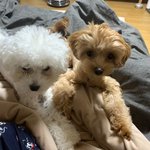 강북구 번동 1살된 갈색 말티푸 여아 <b>송이</b>를찾습니다ㅠㅠ!!!!!