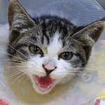 [고양이] 그물에 다리가 휘감겨 잘라낼 수 밖에 없었던 새끼냥