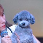 [모두드루와] 헐 태연 강아지 <b>졸귀</b>
