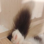 우리집 냐옹이 심쿵짤 방출