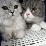[모두드루와] 귀엽다 하라구가 키우던 고양이