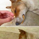 [모두드루와] 헐 댕댕이 강냉이 <b>털림</b>