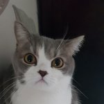 [고양이] 원래 고양이 키울마음 없었는데 은근슬쩍 내마음 가져간...