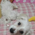 [강아지] 오랜만이야 언니들!
