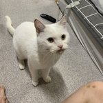 [꼭봐주세요] 유기묘 찹쌀이의 평생가족을 찾아요! (터키쉬앙고라)