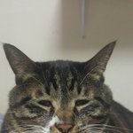 [고양이] 냥냥이와 새로 들어온 <b>방울</b>이 고양이 합사는 쉽지가 않구나...