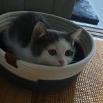 울아깽이들 별 달