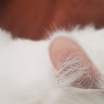 [고양이] 이름: <b>유라</b> 풀네임: 이쁜 <b>유라</b>