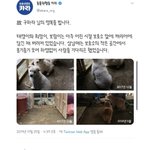 [댓글부탁해] 동물권 행동단체 카라에서 올린 고 구하라 추모 <b>트윗</b>