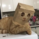 [드루와] 얘들아 나 <b>달빛</b>천사 콘서트 간다