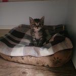 [고양이] <b>미묘</b>별이