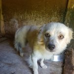 [강아지] 뒷다리 골절 수술한 <b>노아</b> 입양소식