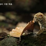 야생에서 가장 <b>쪼꼬미</b>인 냥이