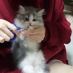 어린이로 성장중인 솜이 일상 2
