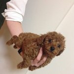 [댓글부탁해] 토이 푸들 <b>확대</b>