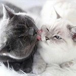 <b>짝녀</b> 납치해서 같이 살구싶다..