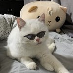 [고양이] 못된 얼굴에 그렇지 못한 태도 (유기묘<b>입양</b>)