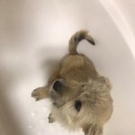 [강아지] 파보 건강이 <b>소식</b>입니다