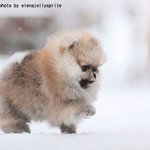 막 찍어도 치명적인 <b>포메</b>의 일상