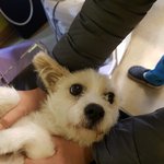 [강아지] 임신견 그레이스