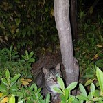 [고양이] 길냥이 입양