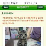 [고양이] 엄마 잃은 반려묘 <b>입양</b>일기