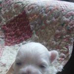 [강아지] 어서날만지거라 보담이야기5