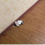 얘드아 우리집 막내 유튜브 좀 봐<b>주랑</b>